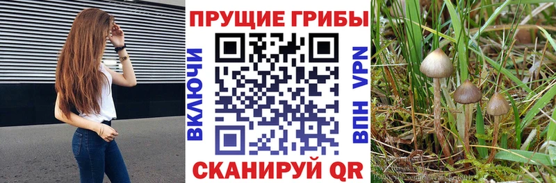 Псилоцибиновые грибы Psilocybine cubensis  как найти закладки  omg ссылка  Сосновый Бор 