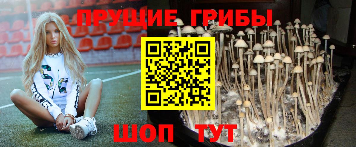 Сосновый Бор  Псилоцибиновые грибы мицелий  Вход с VPN 